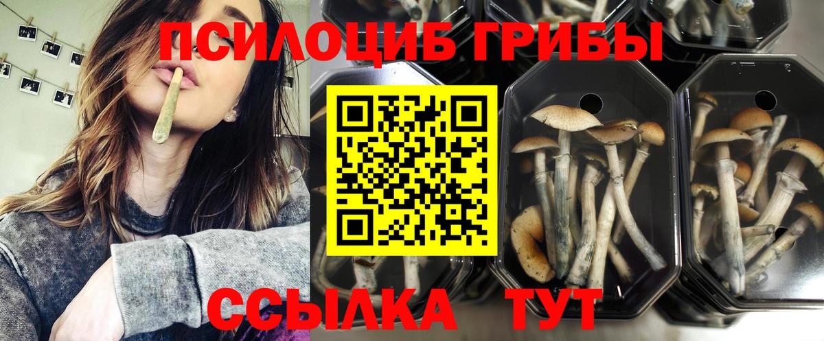 Пермь  Галлюциногенные грибы Cubensis  Вход с VPN 